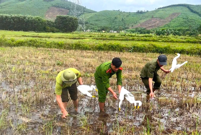 săn bắt chim trời