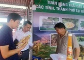Bất chấp COVID-19, nông sản Việt xuất siêu gần 3,3 tỷ USD