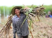 Đường Thái Lan giảm 75% nhờ áp thuế chống bán phá giá