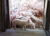 Bầu Đức bán thịt heo ăn chuối chỉ trong một ngày