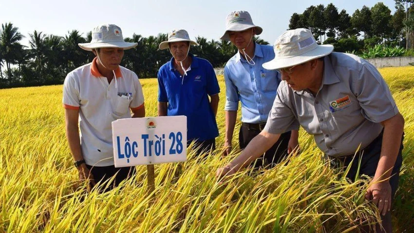 Kỹ sư nông nghiệp 3 Cùng cùng nông dân thăm đồng lúa Lộc Trời 28.jpg