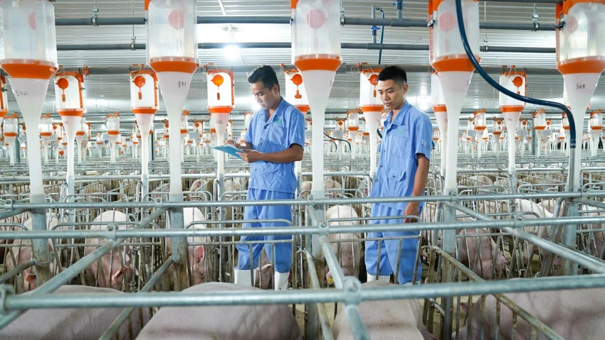 công ty Việt