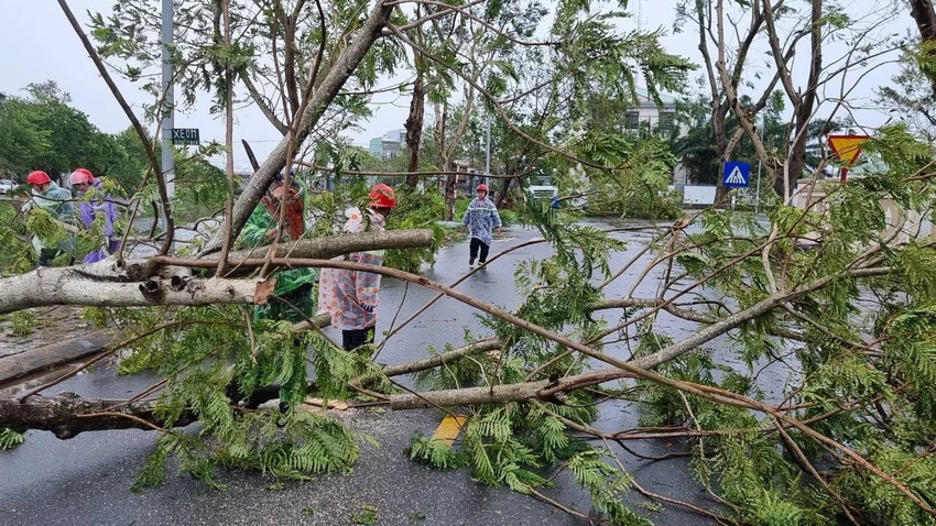 Nhiều cây xanh ở huyện Hòa Vang bị ngã đổ khi bão vào. Ảnh: TẤN VIỆT Nhiều cây xanh ở huyện Hòa Vang bị ngã đổ khi bão vào. Ảnh: TẤN VIỆT