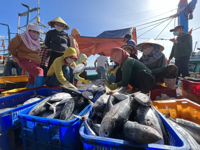 Ngư dân đưa hải sản đánh bắt được về cảng cá ở Quảng Ngãi. Ảnh: THANH NHẬT Ngư dân đưa hải sản đánh bắt được về cảng cá ở Quảng Ngãi. Ảnh: THANH NHẬT