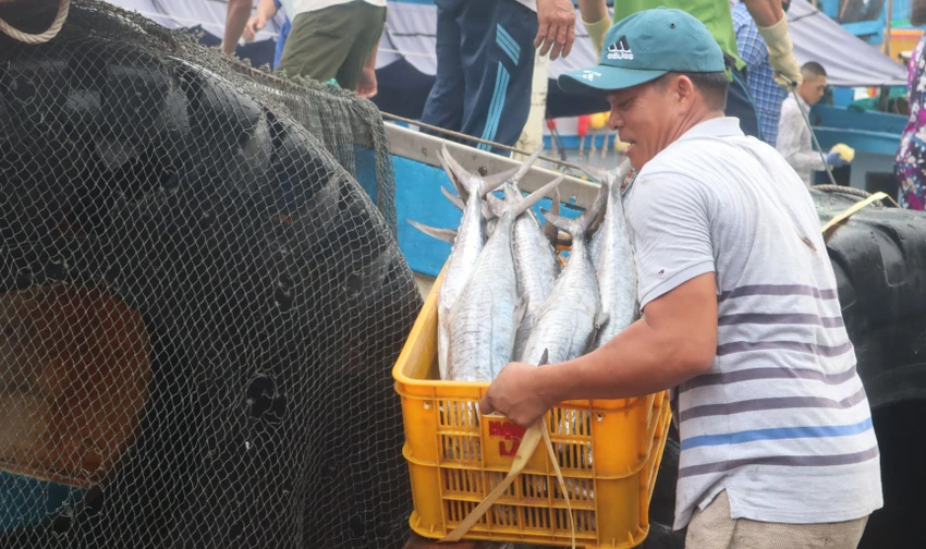 Ngư dân Bà Rịa - Vũng Tàu đang đưa cá vào bến sau chuyến đánh bắt trên biển. Ảnh: KHÁNH LY