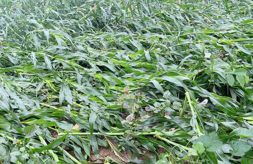 Giông lốc ở nhiều tỉnh phía Bắc, hàng trăm nhà tốc mái, lúa, ngô gãy đổ