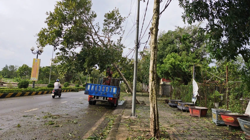 bao-so-3-cay-do-thai-binh-2.jpg