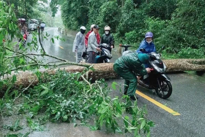 bao-so-3-nghe-an-dac-lam-7.jpg
