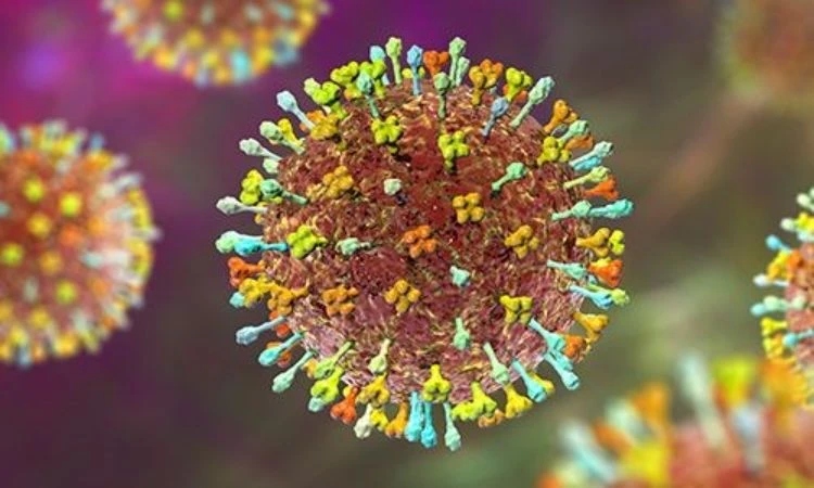 Nipah.jpg
