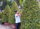 Mẹo chọn quất, mai, đào hợp phong thủy ngày tết