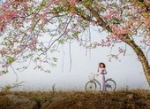 Tháng 3 về Long An ngắm hoa ô môi đẹp ngất ngây