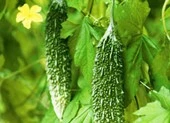 7 loại cây phổ biến vừa ăn vừa có tác dụng chữa bệnh