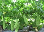 Mướp đắng ngăn ngừa được cả bệnh ung thư?