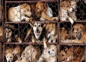 4 nhóm tình trạng sức khỏe không nên ăn thịt chó