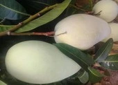 Bất ngờ với lợi ích của lá xoài