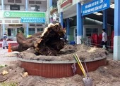 Đốn hạ cây xanh: Phải theo quy trình