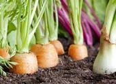 4 loại rau bổ dưỡng, phát triển nhanh dễ trồng trong vườn nhà