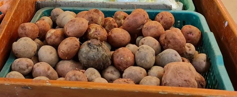 Khoai tây có chứa nhiều chất dinh dưỡng cần thiết cho cơ thể. Ảnh: NGUYÊN VÕ Khoai tây có chứa nhiều chất dinh dưỡng cần thiết cho cơ thể. Ảnh: NGUYÊN VÕ