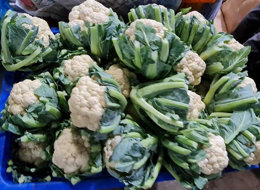 Bông cải trắng chứa nhiều nước và chất dinh dưỡng. Ảnh: NGUYÊN VÕ Bông cải trắng chứa nhiều nước và chất dinh dưỡng. Ảnh: NGUYÊN VÕ