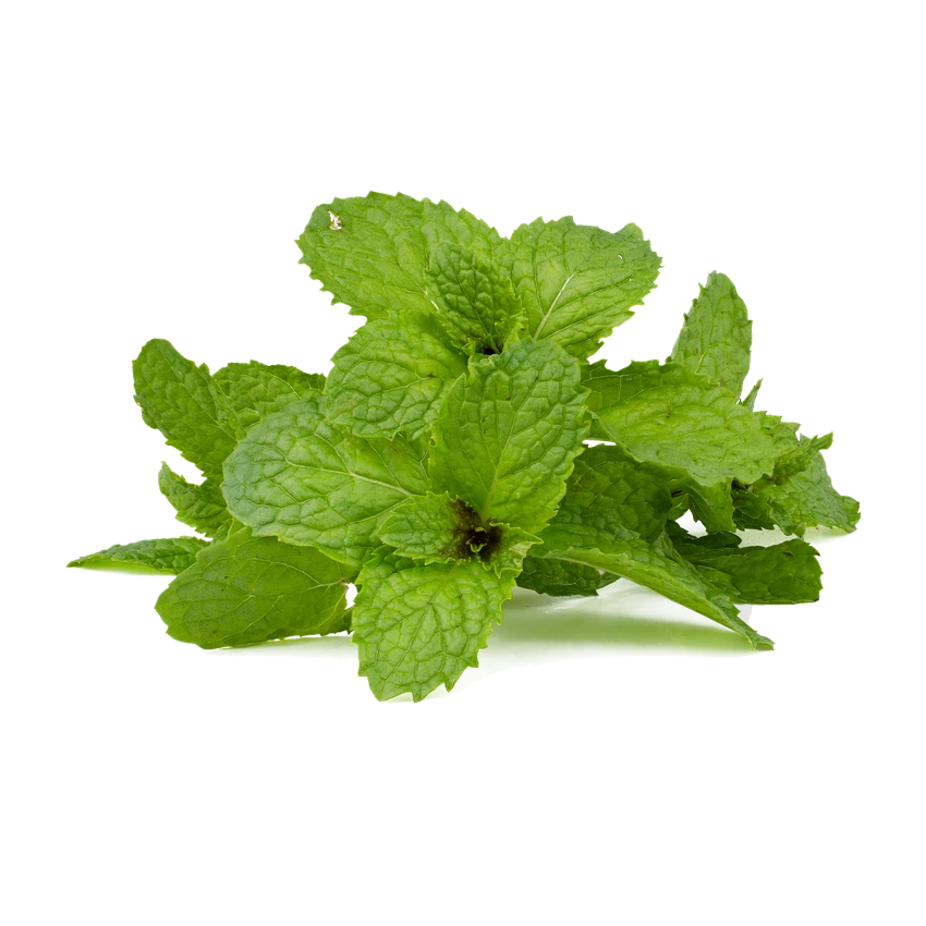 Tiêu thụ bạc hà tốt cho tiêu hóa. Ảnh:PIXABAY Tiêu thụ bạc hà tốt cho tiêu hóa. Ảnh:PIXABAY