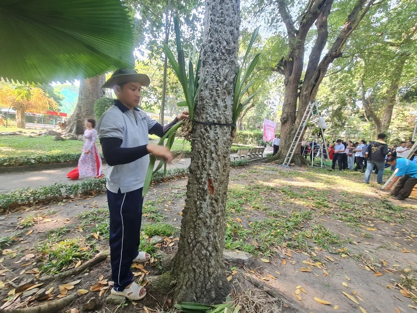 Lan rừng được gắn trên các thân cây cổ thụ. Ảnh: NC Lan rừng được gắn trên các thân cây cổ thụ. Ảnh: NC