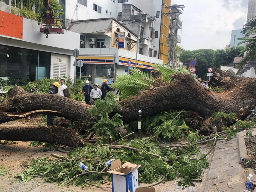 Cây ngã tại trường THCS Trần Văn Ơn, quận 1 ngày 3-4. Ảnh: NC Cây ngã tại trường THCS Trần Văn Ơn, quận 1 ngày 3-4. Ảnh: NC