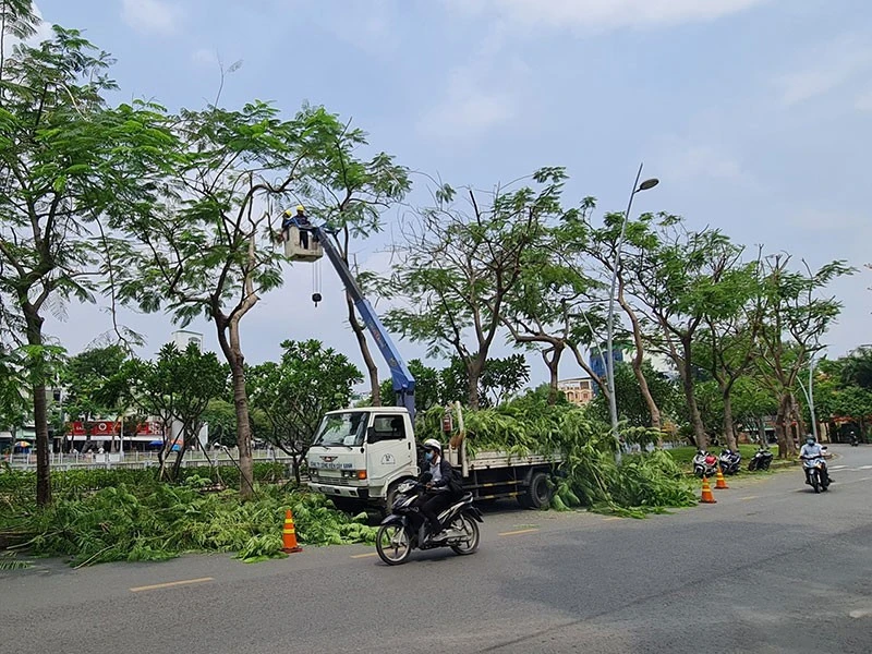 Nhân viên công ty TNHH MTV Công viên cây xanh TP.HCM cắt tỉa, mé nhánh cây xanh. Ảnh: NGUYỄN CHÂU Nhân viên công ty TNHH MTV Công viên cây xanh TP.HCM cắt tỉa, mé nhánh cây xanh. Ảnh: NGUYỄN CHÂU