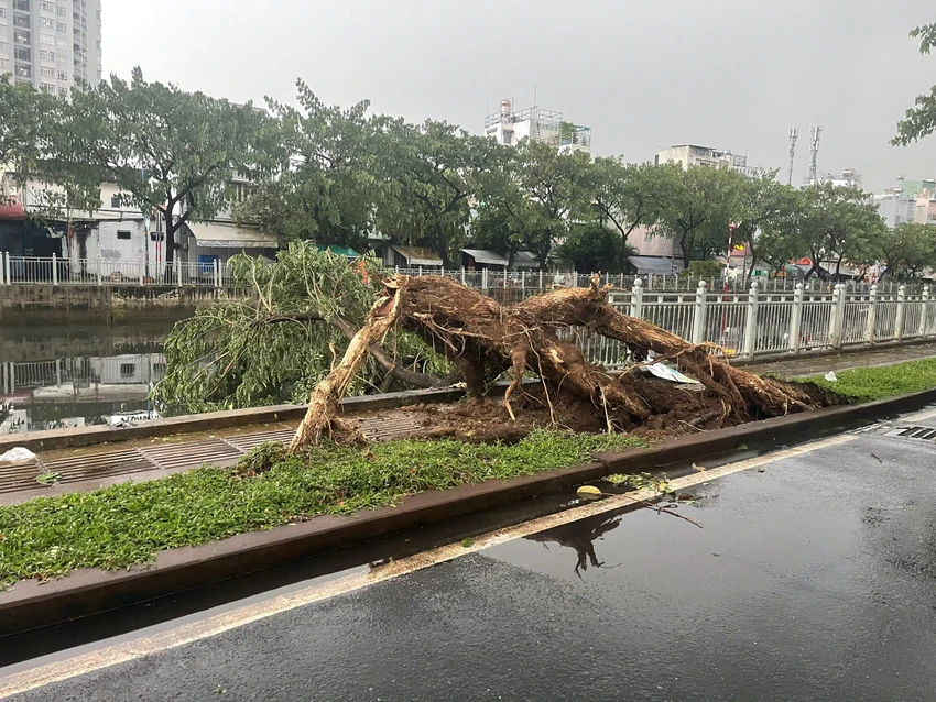cơn mưa chiều gây đổ cây 3.jpg