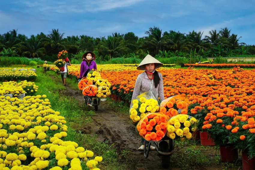 sap-xac-lap-ki-luc-guiness-duong-hoa-kieng-dai-nhat-viet-nam-o-ben-tre-post0.html.jpg