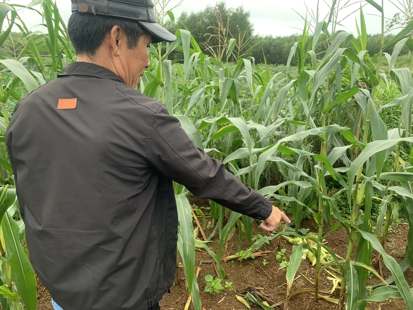 quang-ngai-dan-khi-hon-60-con-pha-nat-vuon-ngo-cua-nong-dan-post0.htmldd.jpg