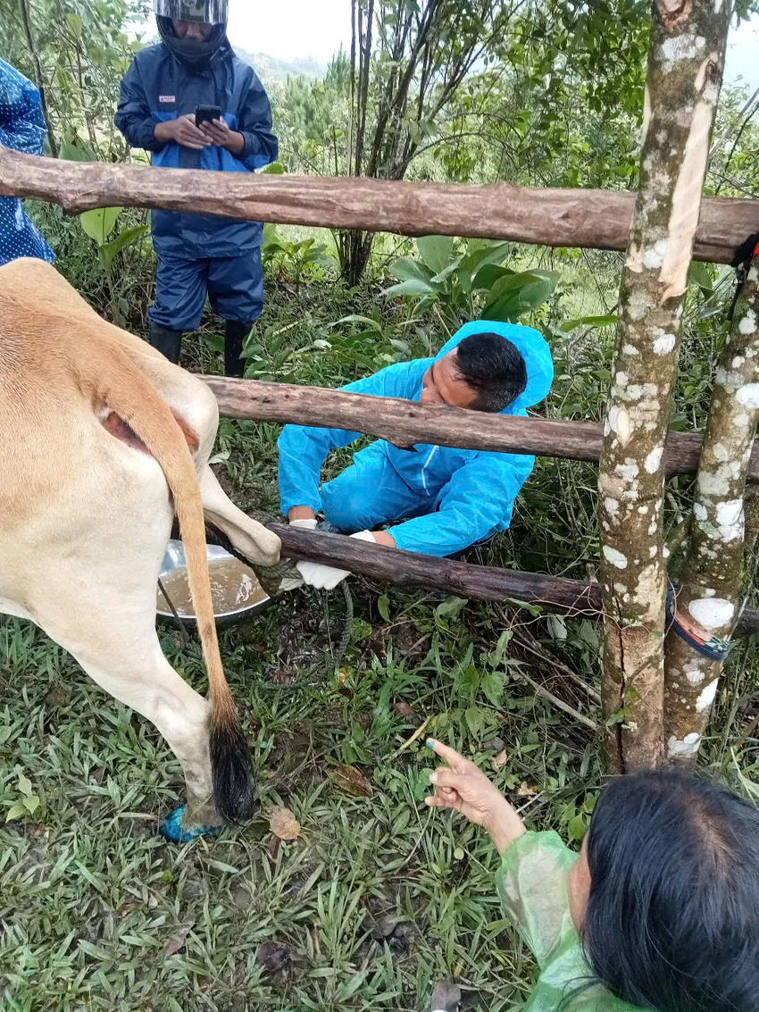 Quảng Ngãi khoanh vùng ổ dịch nghi lở mồm long móng trên đàn gia súc