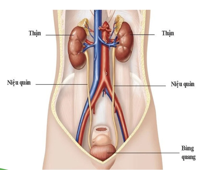 soi-tiet-nieu-18.png