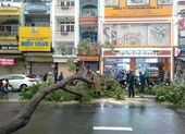 Mối nguy từ cây đổ do bật gốc trong mùa mưa