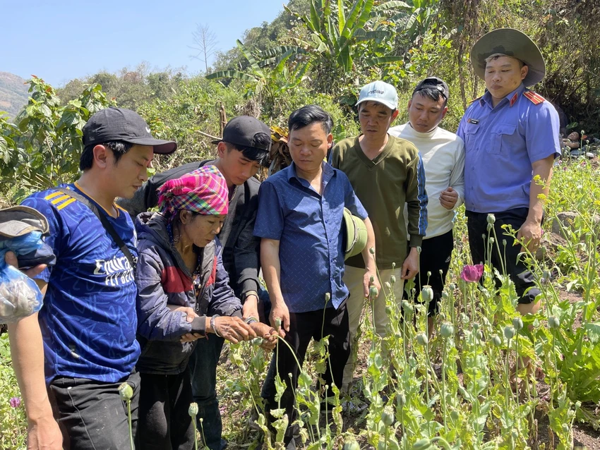 Phá nhổ hơn 3.000 cây thuốc phiện giữa rừng sâu.jpg