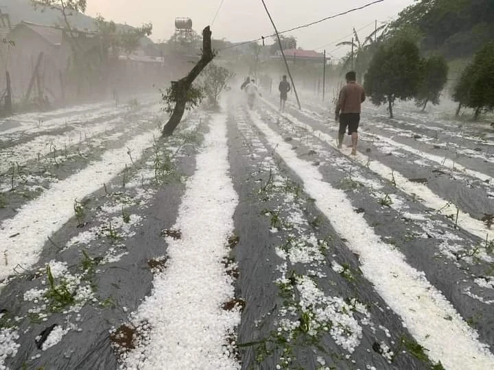 Mưa đá cực lớn tại Sơn La, sau hai tiếng đá vẫn to bằng cái chén 2.jpg