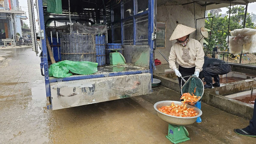 Làng nghề cá chép đỏ dự kiến cung ứng 40 triệu tấn cá ra thị trường dịp Tết ông Công ông Táo 4.jpg