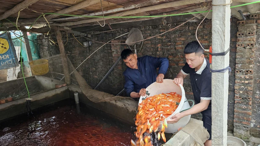 Làng nghề cá chép đỏ dự kiến cung ứng 40 triệu tấn cá ra thị trường dịp Tết ông Công ông Táo 5.jpg