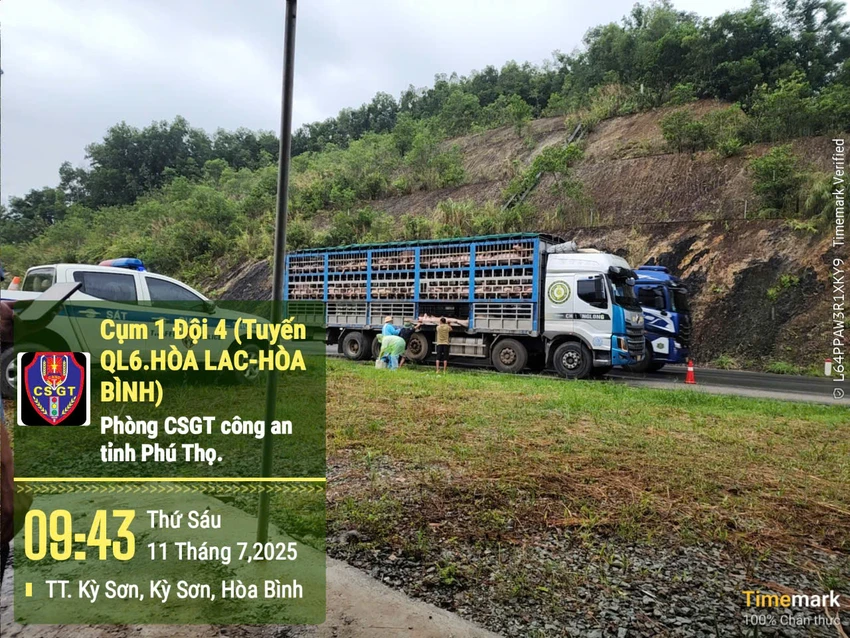 Phát hiện xe chở 190 con lợn nhiễm dịch tả châu Phi, ước tính hơn 17 tấn.jpeg