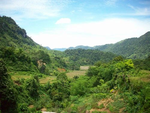 Phát hiện cá thể hổ ở Phú Thọ.JPG