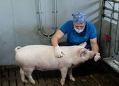 Lai tạo giống lợn mới để lấy tim cấy ghép cho người
