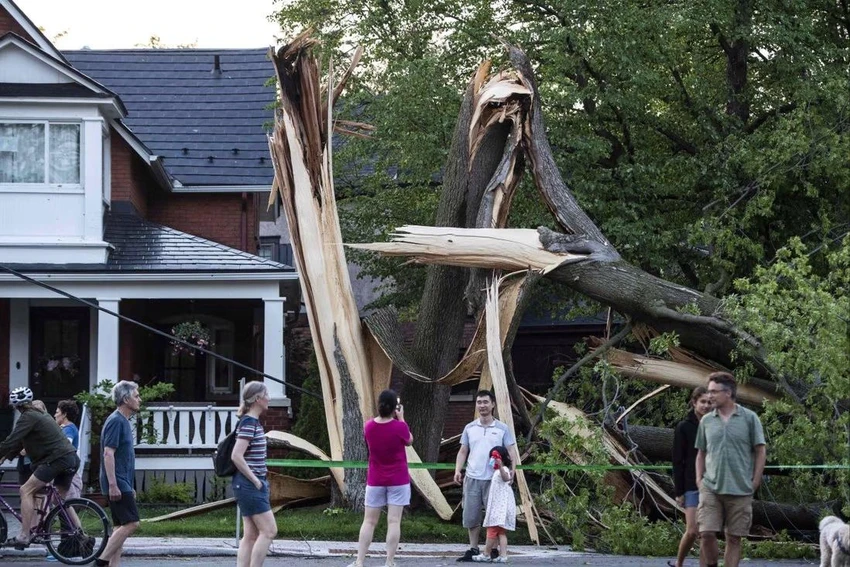 Một cái cây bị phá hủy trong trận bão lớn ở Ottawa, Canada, hôm 21-5. Ảnh: AP