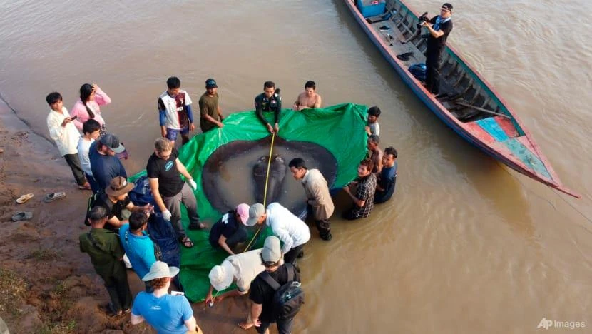 Một nhóm nhà khoa học Campuchia và Mỹ cùng với quan chức Cục Quản lý Thủy sản đo chiều dài của con cá đuối nước ngọt khổng lồ. Ảnh: AP