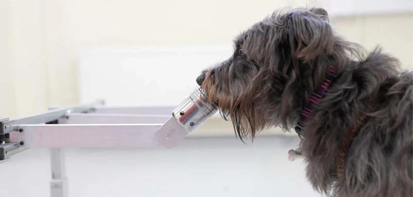 Soot, một trong những chú chó mà Tiến sĩ Wilson làm việc cùng. Ảnh: SCMP