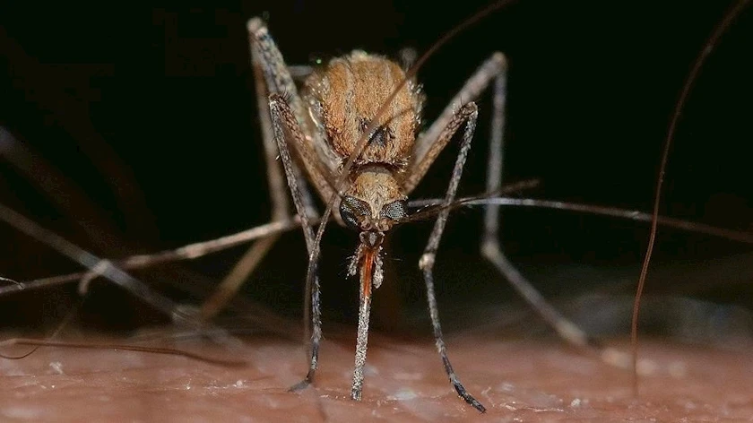Số lượng muỗi mang các loại bệnh viêm não nguy hiểm đang gia tăng nhanh ở Úc. Ảnh: SPUTNIK Số lượng muỗi mang các loại bệnh viêm não nguy hiểm đang gia tăng nhanh ở Úc. Ảnh: SPUTNIK