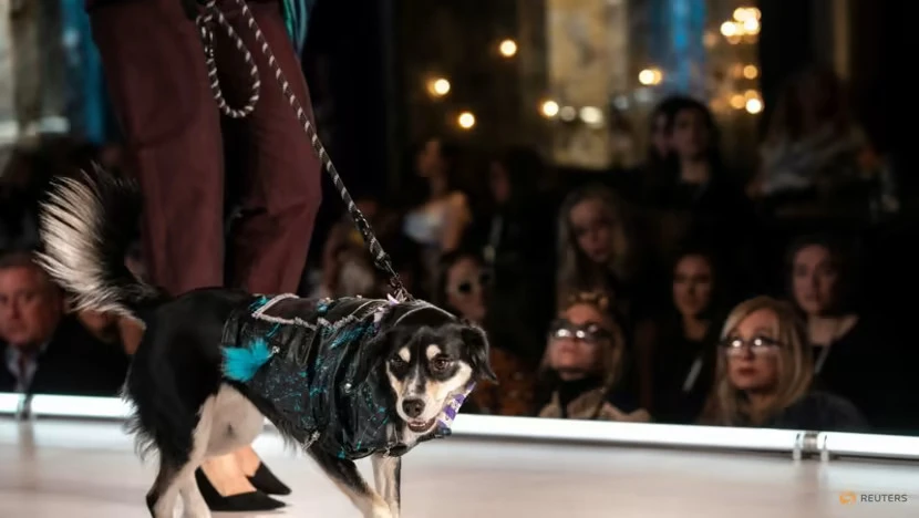 Một chú chó trên sàn diễn trong buổi trình diễn thời trang CatWalk FurBaby ở New York, Mỹ, ngày 10-2. Ảnh: REUTERS Một chú chó trên sàn diễn trong buổi trình diễn thời trang CatWalk FurBaby ở New York, Mỹ, ngày 10-2. Ảnh: REUTERS
