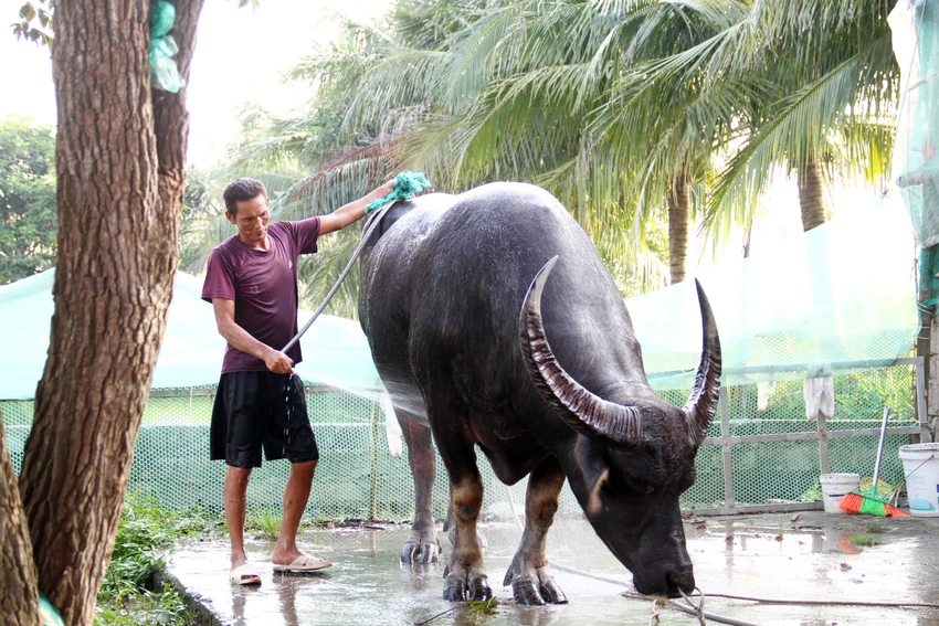 "Ông" trâu nặng 1,3 tấn được mang về từ Thái Lan. Ảnh: Ngọc Sơn "Ông" trâu nặng 1,3 tấn được mang về từ Thái Lan. Ảnh: Ngọc Sơn