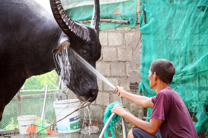 Bên cạnh việc tập thể lực, ăn uống, "ông" trâu cũng được chăm sóc kỹ lưỡng, tắm rửa sạch sẽ mỗi ngày. Ảnh: Ngọc Sơn Bên cạnh việc tập thể lực, ăn uống, "ông" trâu cũng được chăm sóc kỹ lưỡng, tắm rửa sạch sẽ mỗi ngày. Ảnh: Ngọc Sơn