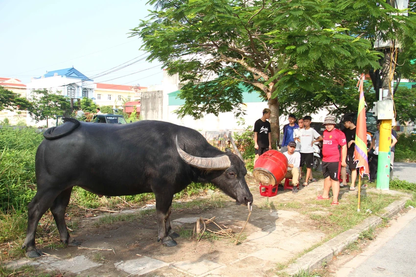 Các "ông" trâu đã sẵn sàng để bước vào Lễ hội. Ảnh: NGỌC SƠN Các "ông" trâu đã sẵn sàng để bước vào Lễ hội. Ảnh: NGỌC SƠN