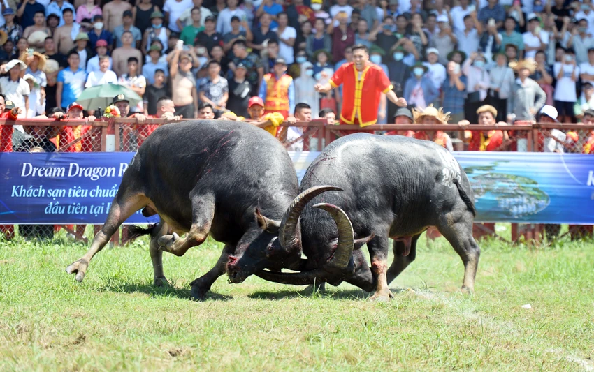 chung-ket-choi-trau1.JPG