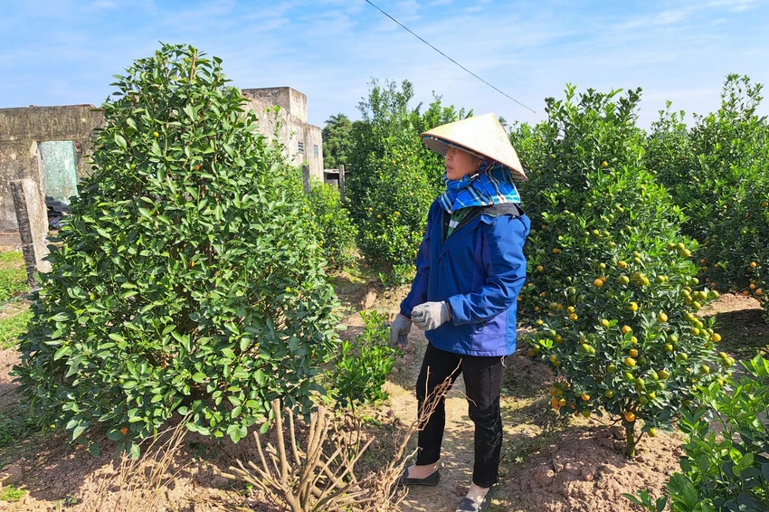 Bà Lợi tranh thủ thu gom các cây quất cảnh bị chết nhằm tránh gây ảnh hưởng sang các cây còn lại